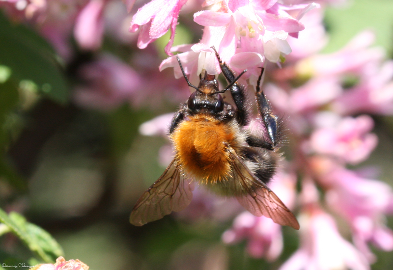 belang bijen samenleving nectar bloem