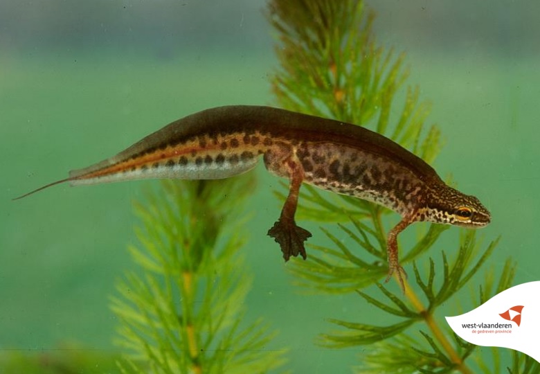 Opgepast voor de kleinste, inheemse watersalamander: de vinpootsalamander